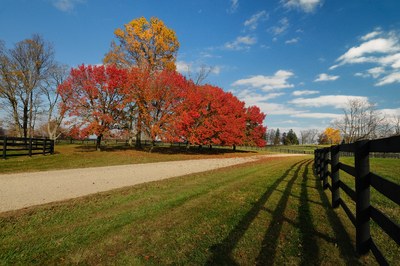 GROUNDS-43_PearTrees-Fall.jpg
